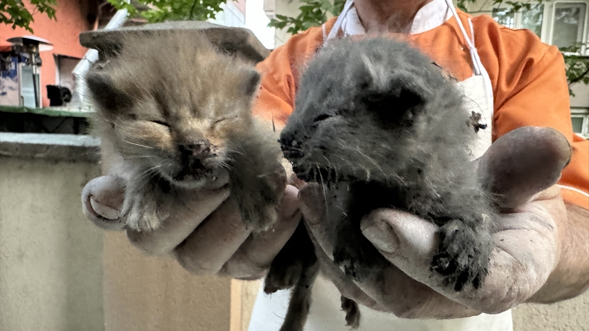 Edirne'de yangında mahsur kalan kedi yavruları kurtarıldı