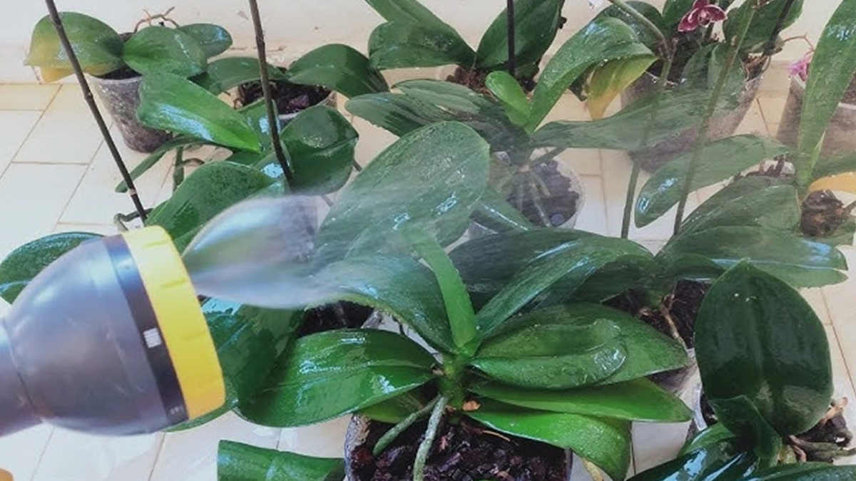 Orkideleri canlandıran yöntem: 1 yıldır açmayan orkideler çiçek açacak