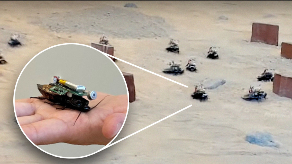 Yarı robot hamam böcekleri arama kurtarma görevlerinde kullanılacak