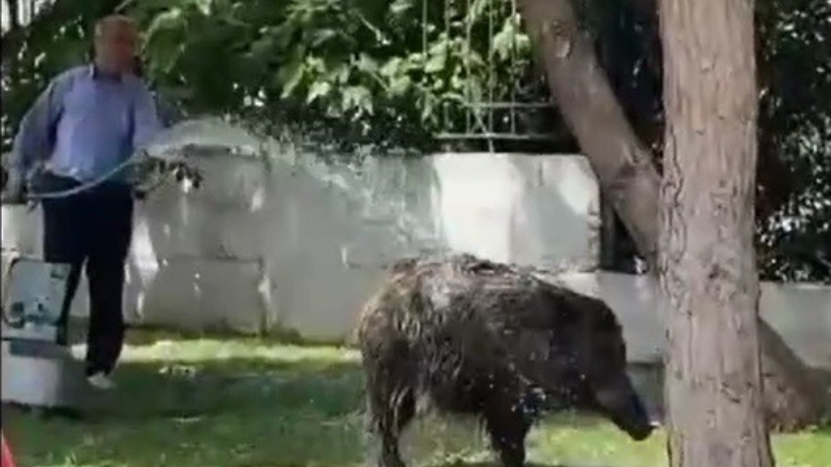 İzmir'de şehre inen domuz sürüsünü hortumla serinletti