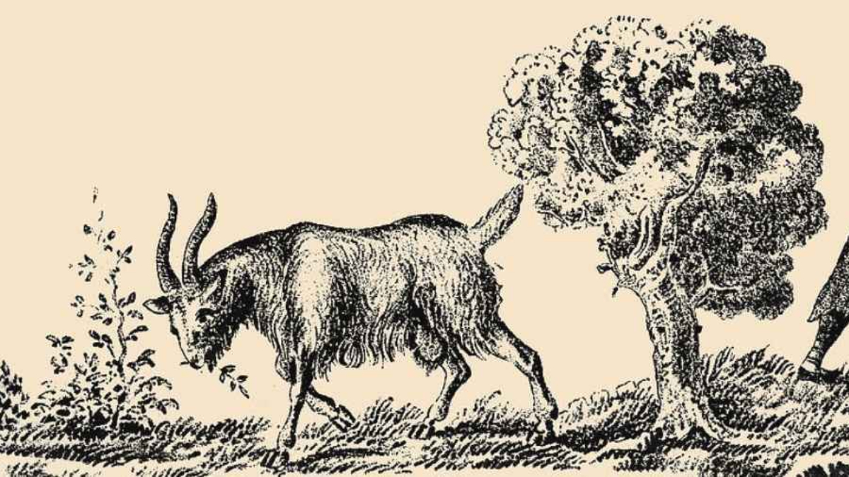 İllüzyon testi: Otlayan keçiyi gördünüz, peki ya sahibini?