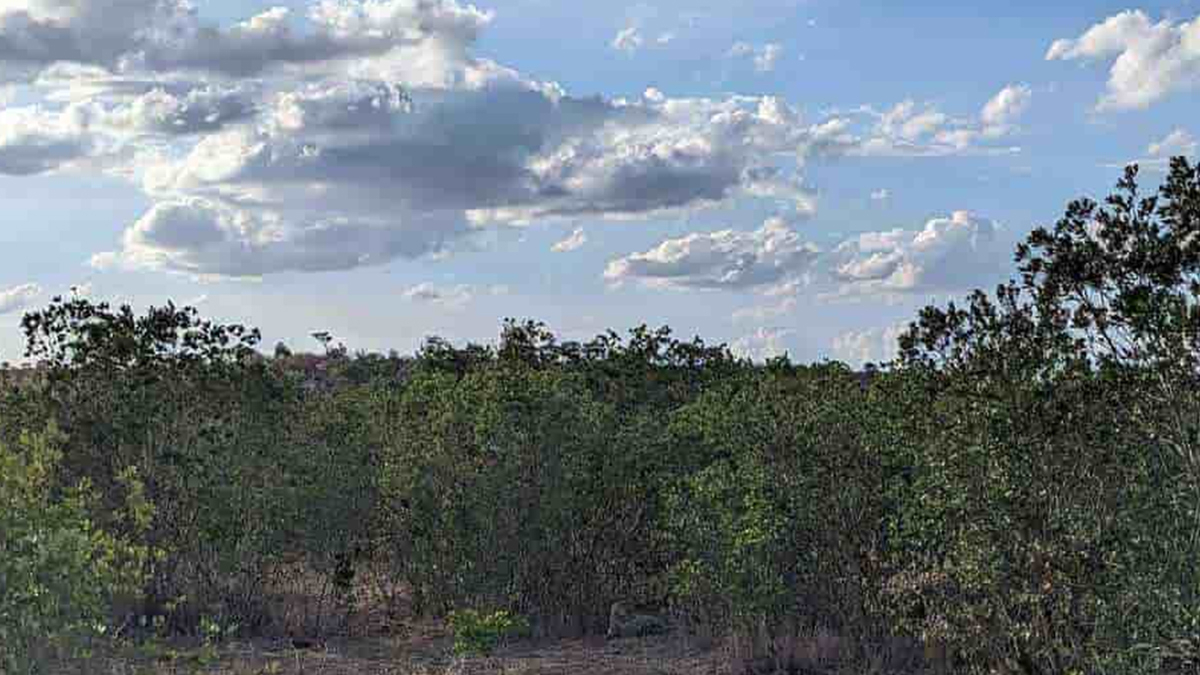 IQ’su 120 olanlar resimdeki leoparı 8 saniyede şıp diye buluyor! Zekasına güvenen çözsün