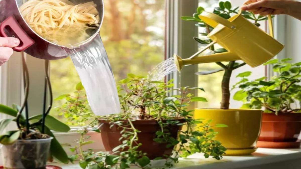 Makarna suyunu lavaboya değil saksıya dökün, neler oluyor izleyin…
