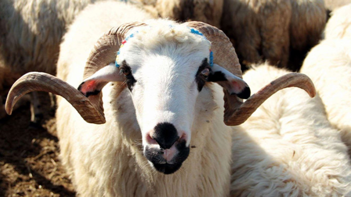 Adak nedir, dindeki yeri nedir?