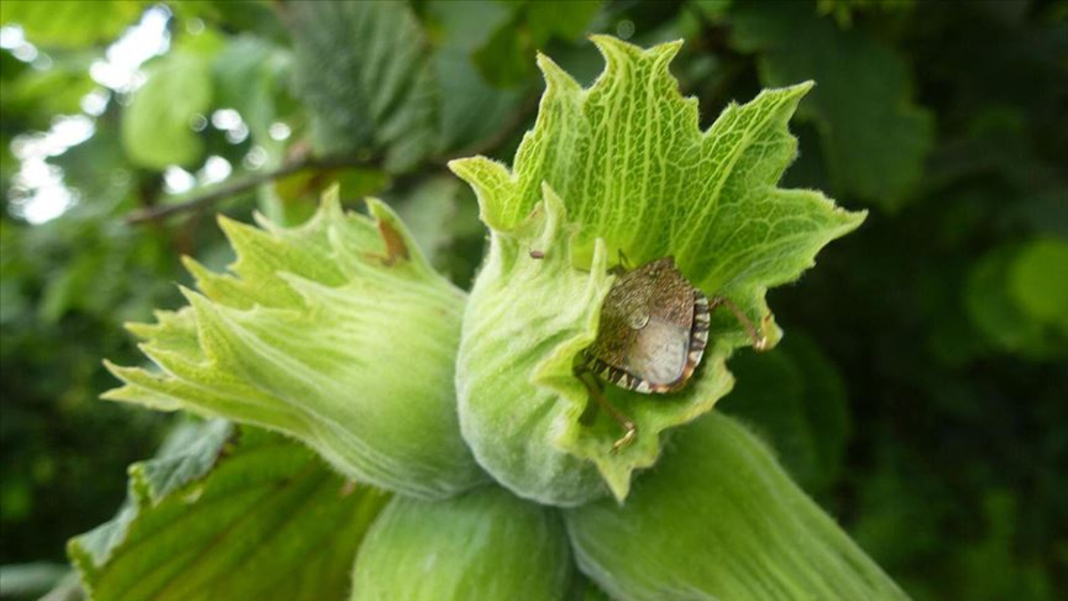 Karadeniz'de kahverengi kokarca alarmı: 3 yıl içinde fındık tarımı bitebilir