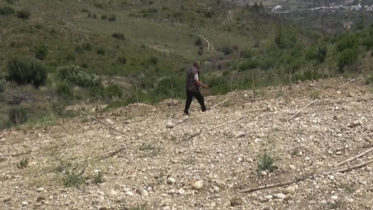 Antalya'da arazisine diktiği 1100 zeytin fidanı traktörle ezildi