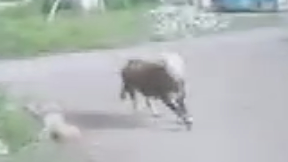 Ağrı’da kaçan kurbanlık boğa çocukların peşine düştü