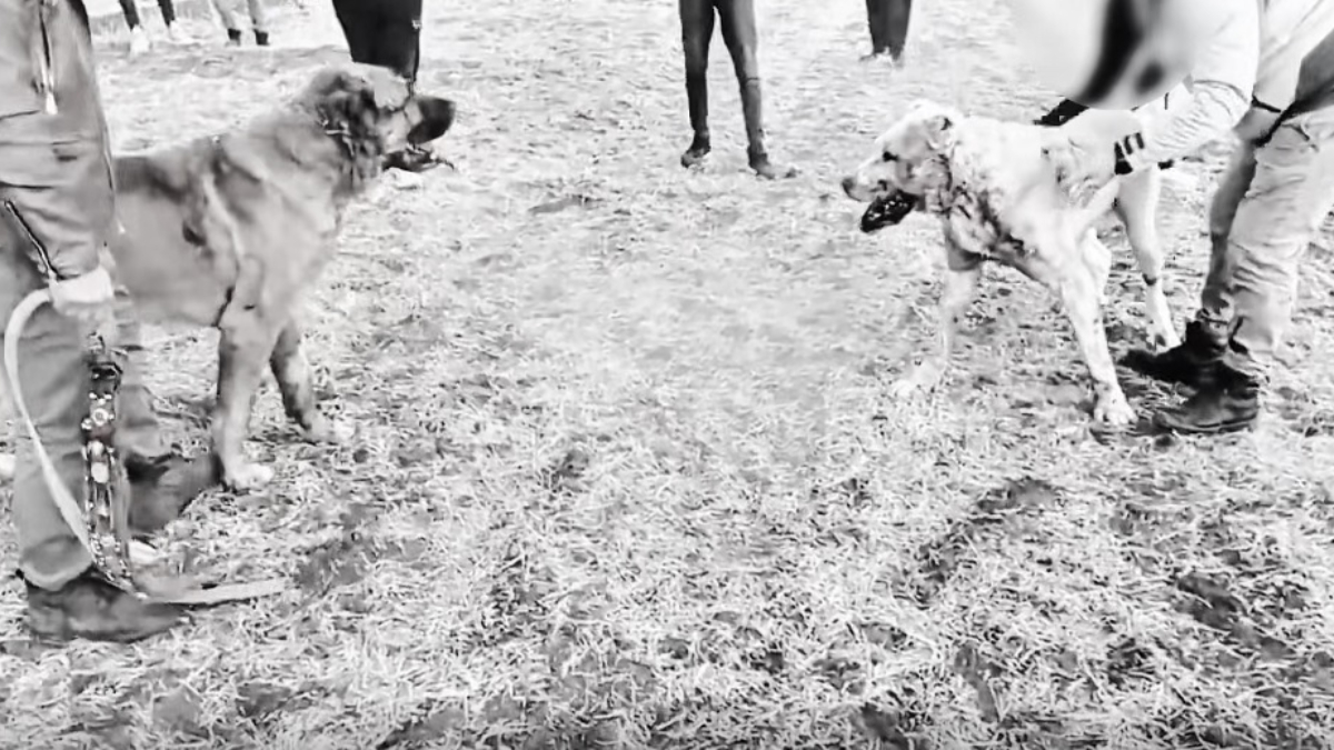 Kayseri’de köpek dövüştüren 8 kişi yakalandı Kayseri’de köpek dövüştüren 8 kişi yakalandı
