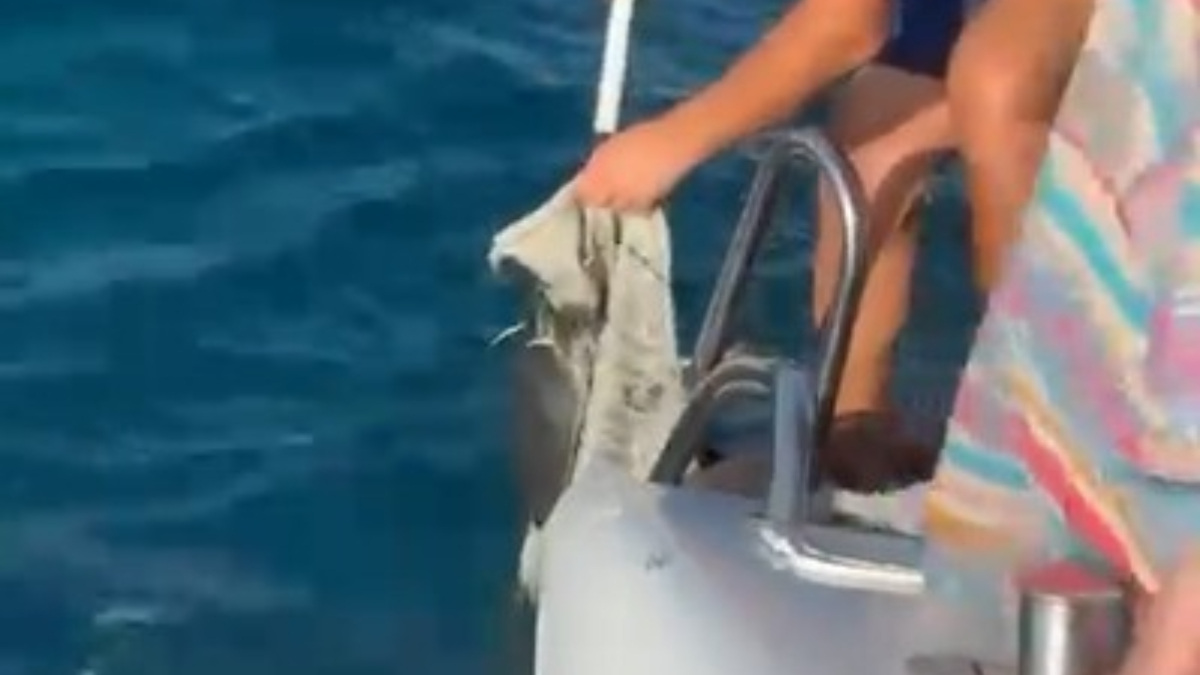 Antalya’da yavru caretta caretta balıkçılar tarafından kurtarıldı
