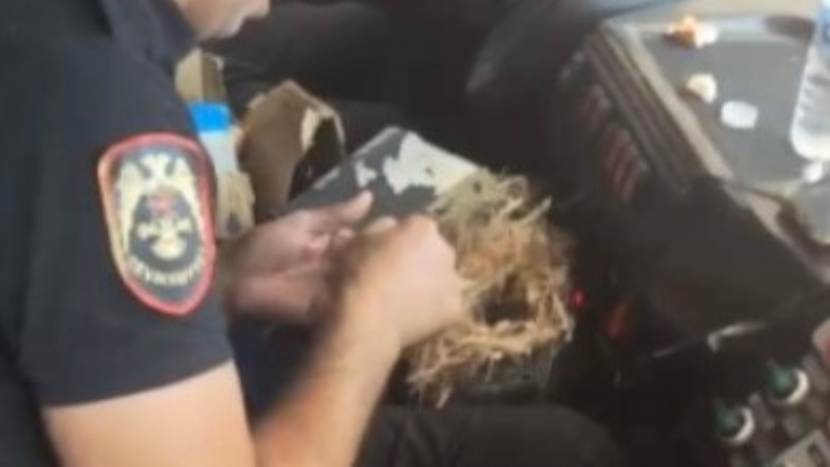 Hatay’da yangının ortasında kuş yuvasını kurtardılar Hatay’da yangının ortasında kuş yuvasını kurtardılar