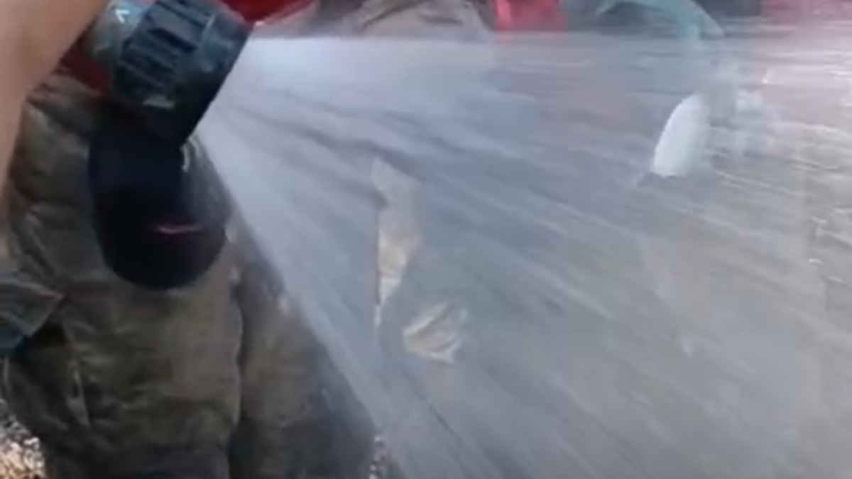 İzmir’deki orman yangınında canlı bulunan balığı itfaiye ekipleri kurtardı
