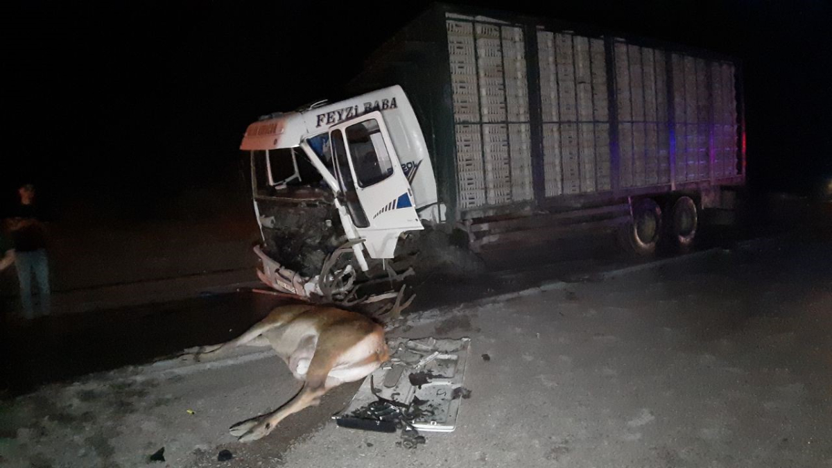 Bolu’da hafif ticari araç önce geyiğe sonra kamyona çarptı: 1 ölü Bolu’da hafif ticari araç önce geyiğe sonra kamyona çarptı: 1 ölü