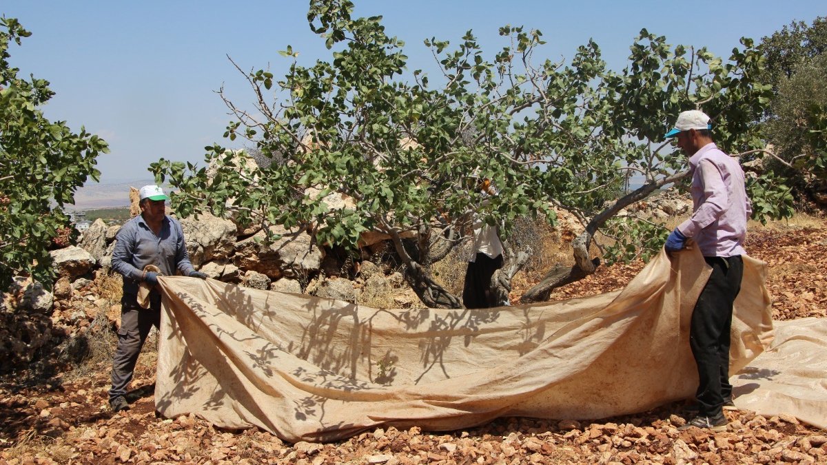 Fıstığın anavatanı Gaziantep'te hasat zamanı
