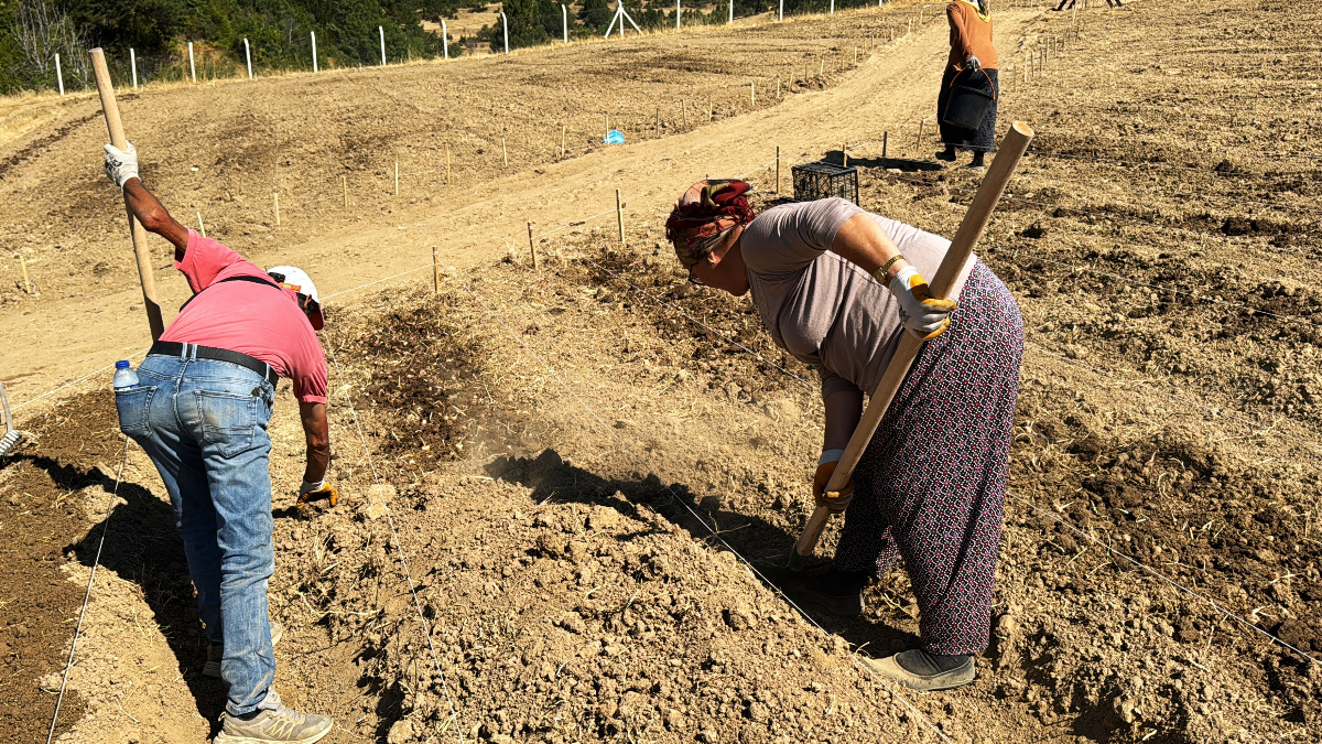 Dünyanın en pahalı baharatı safran soğanları toprakla buluşuyor