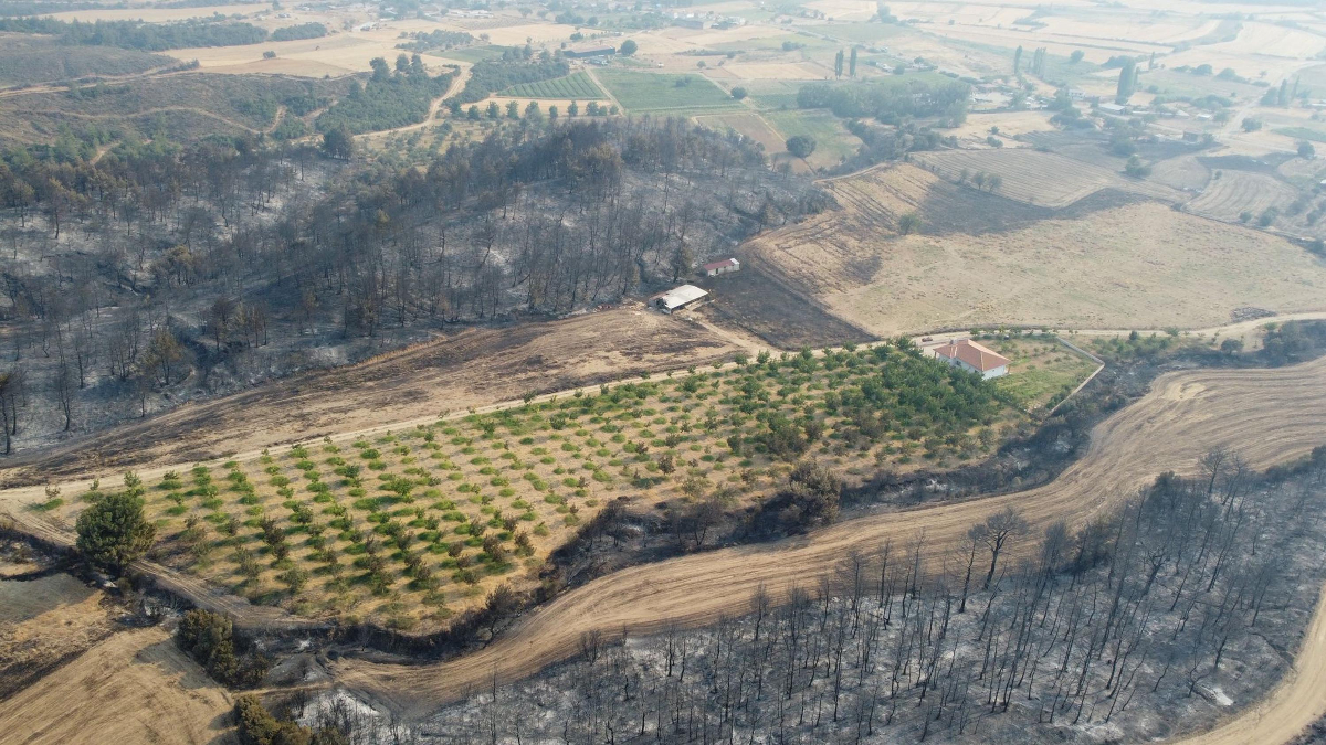 Çanakkale’de yangından etkilenmeyen ceviz bahçesi drone ile görüntülendi