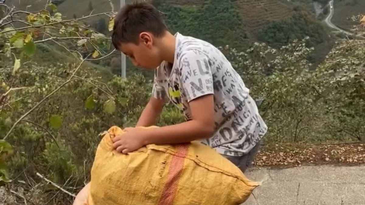 Giresun’da küçük Talha fındığını Gazze için topluyor