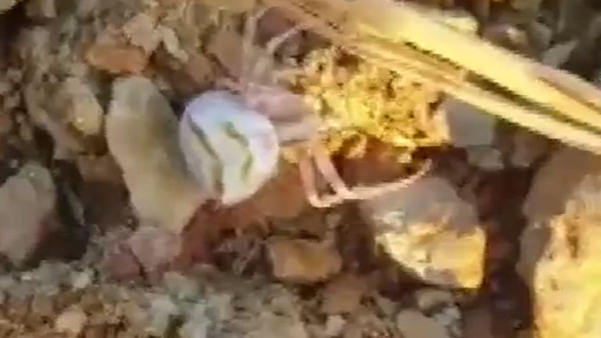 Yalova'da insan yüzlü örümcek görüldü