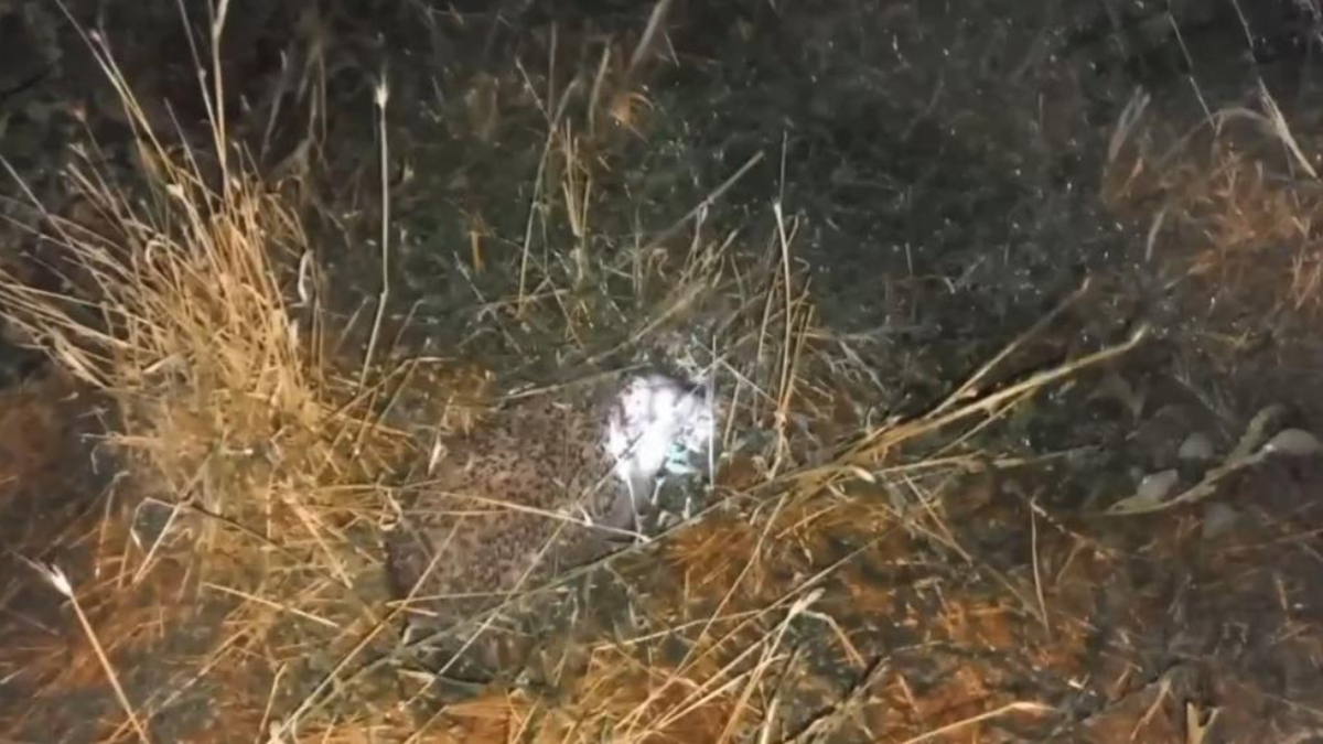 Erzincan’da civcivlerini yiyen tilki değil, kirpi çıktı