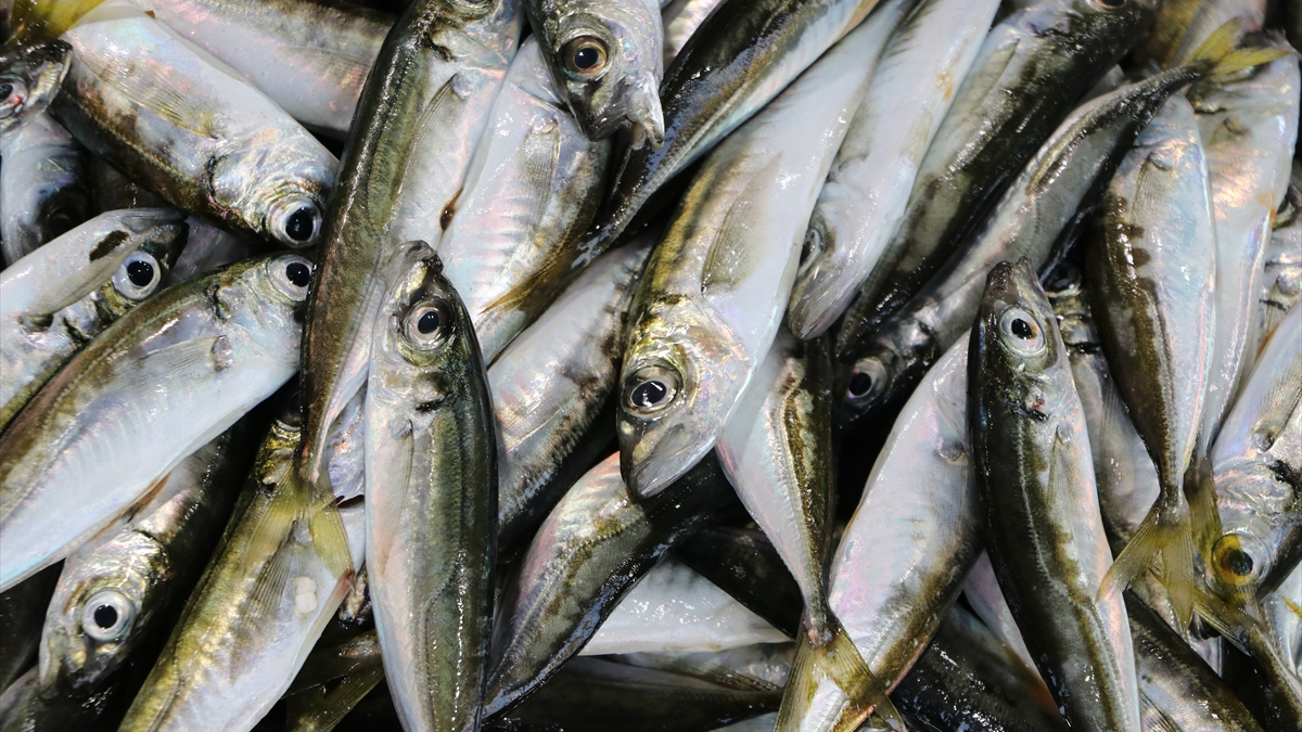 Tekirdağ'da tezgahları istavrit süslüyor