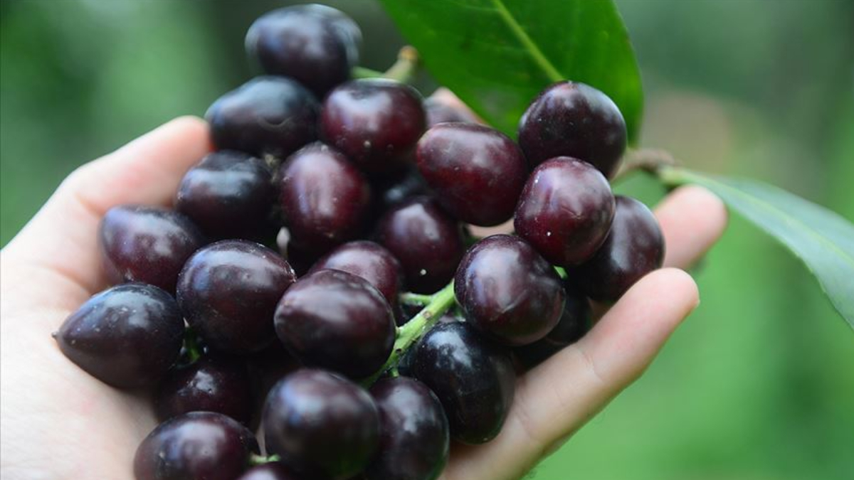 Karadeniz’in hem faydalı hem de tehlikeli meyvesi: Karayemiş