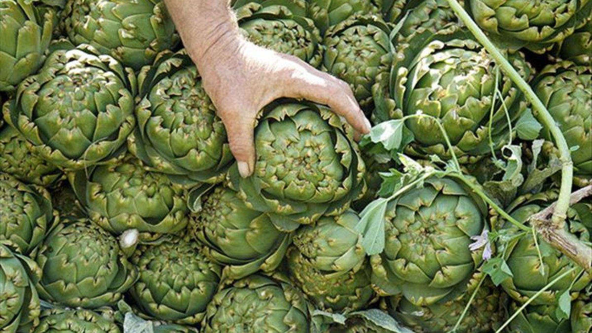 Kalp sağlığından, karaciğer temizliğine: Enginarın 7 faydası