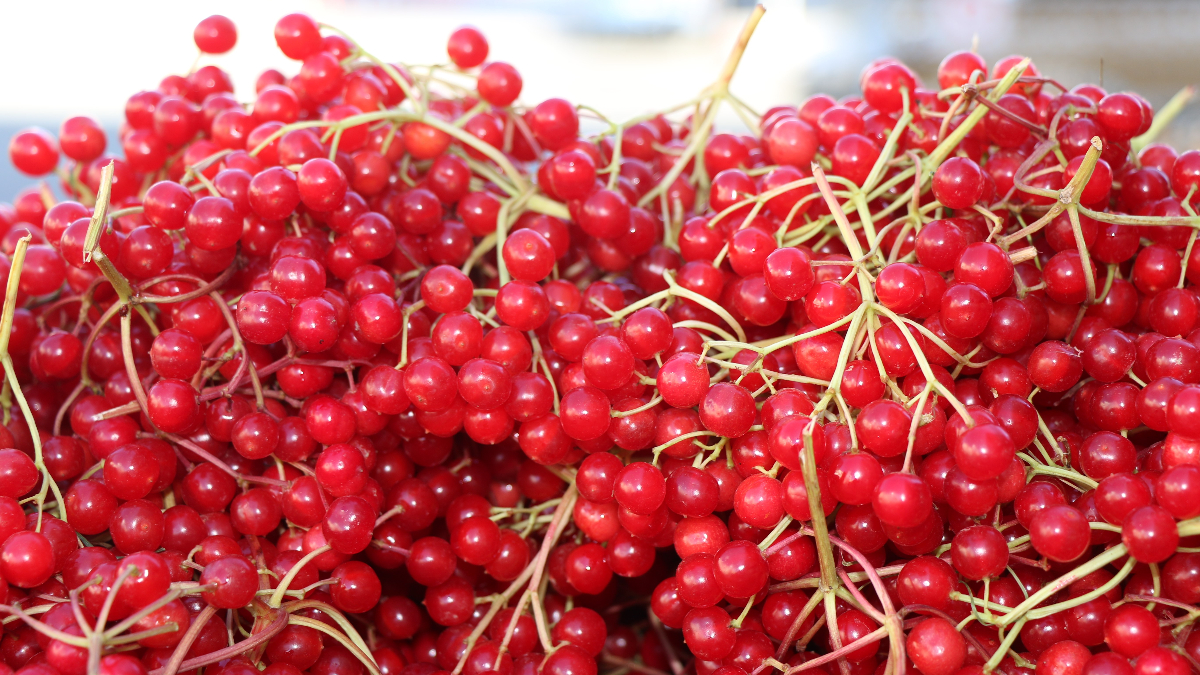 Erzincan’da şifa deposu gilaburuya ilgi arttı