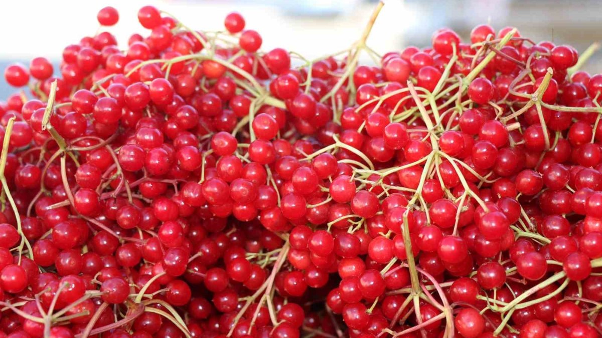 Tepelerden toplanıyor; "Gençlik iksiri" diye içiliyor! Öyle kıymetli ki...