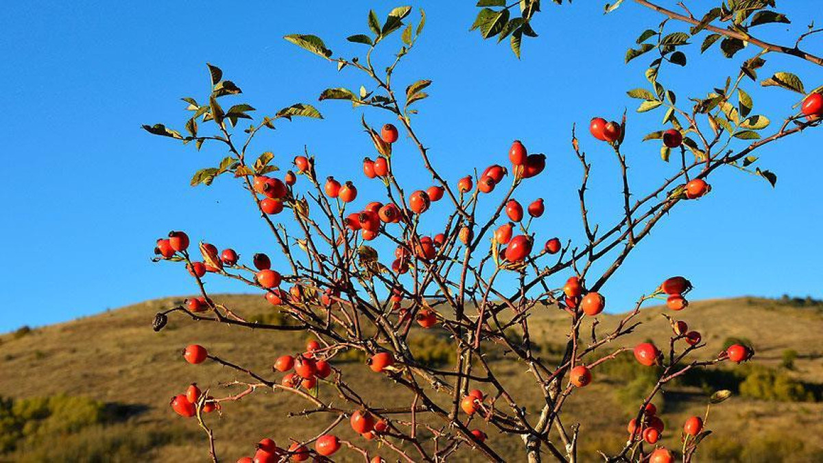 Erzincan'da dağların kırmızı hazinesi kuşburnu için hasat zamanı