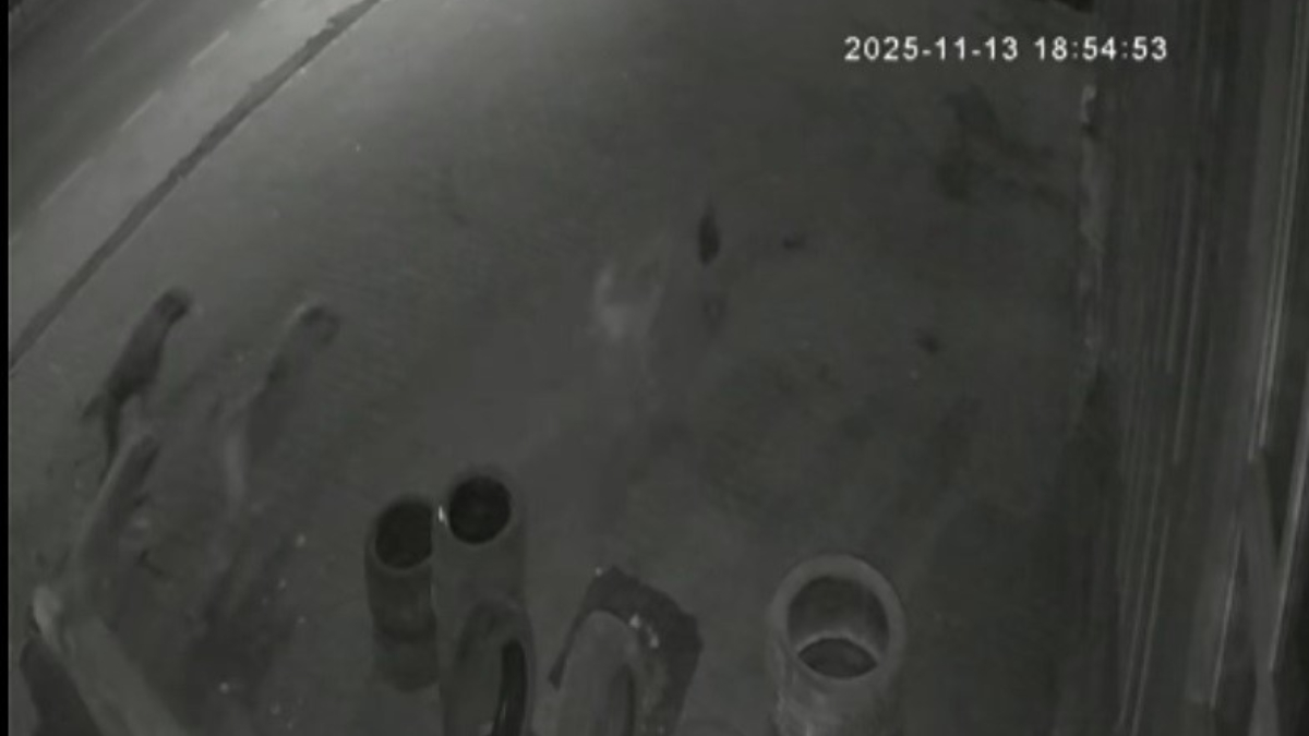 Muş'ta köpeklerin saldırdığı tavuk, oto lastikçiye sığındı