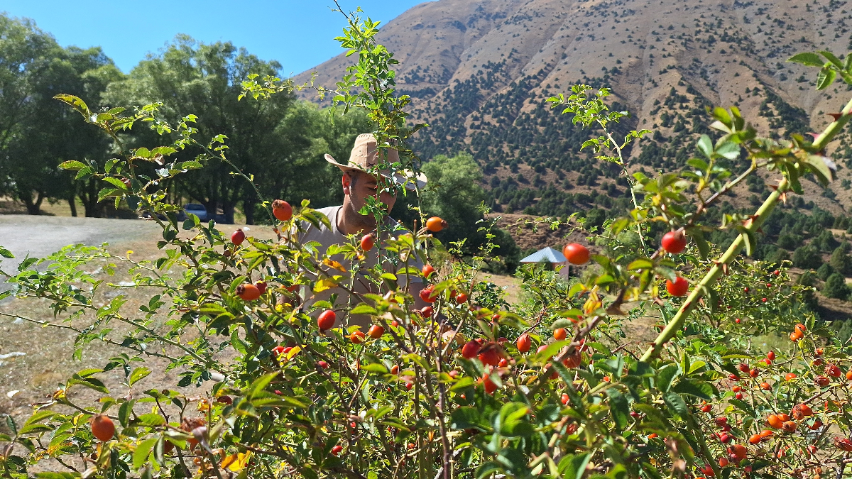 Erzincan'da kuşburnu için hasat zamanı