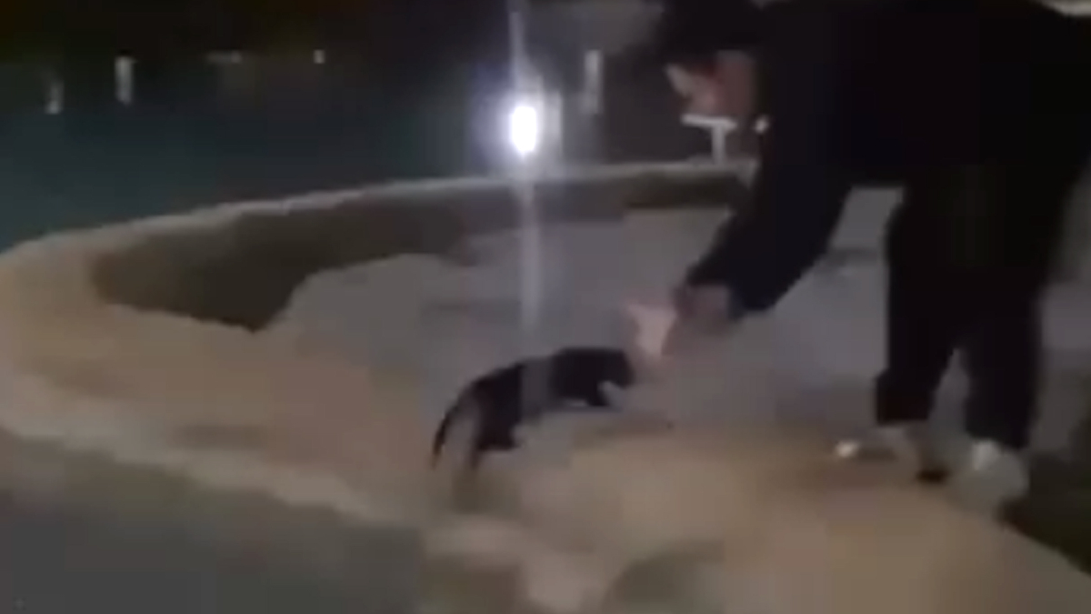 Antalya'dan tepki çeken görüntü: Sokak kedisini defalarca süs havuzuna attılar