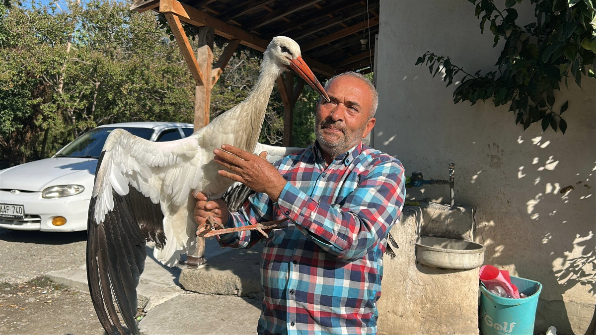 Hatay'da bulduğu leyleği tavuklarla besliyor