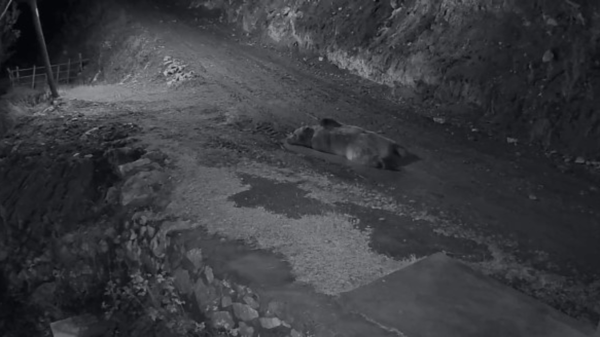 Trabzon'da mahalleliyi canından bezdiren ayı