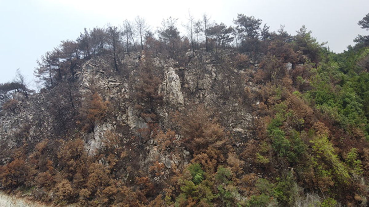 Hatay’da yangına dayanıklı ağaçlar dikilecek