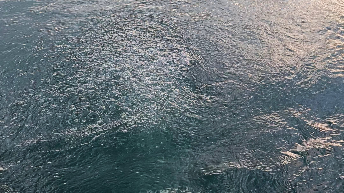 Sakarya'ya bağlı Sapanca Gölü'nde endişe yaratan görüntü