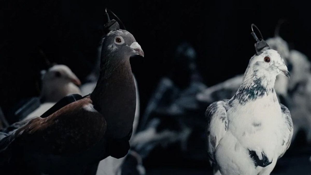 Rusya, şehirleri gözetlemek için çipli güvercinleri kullanıyor