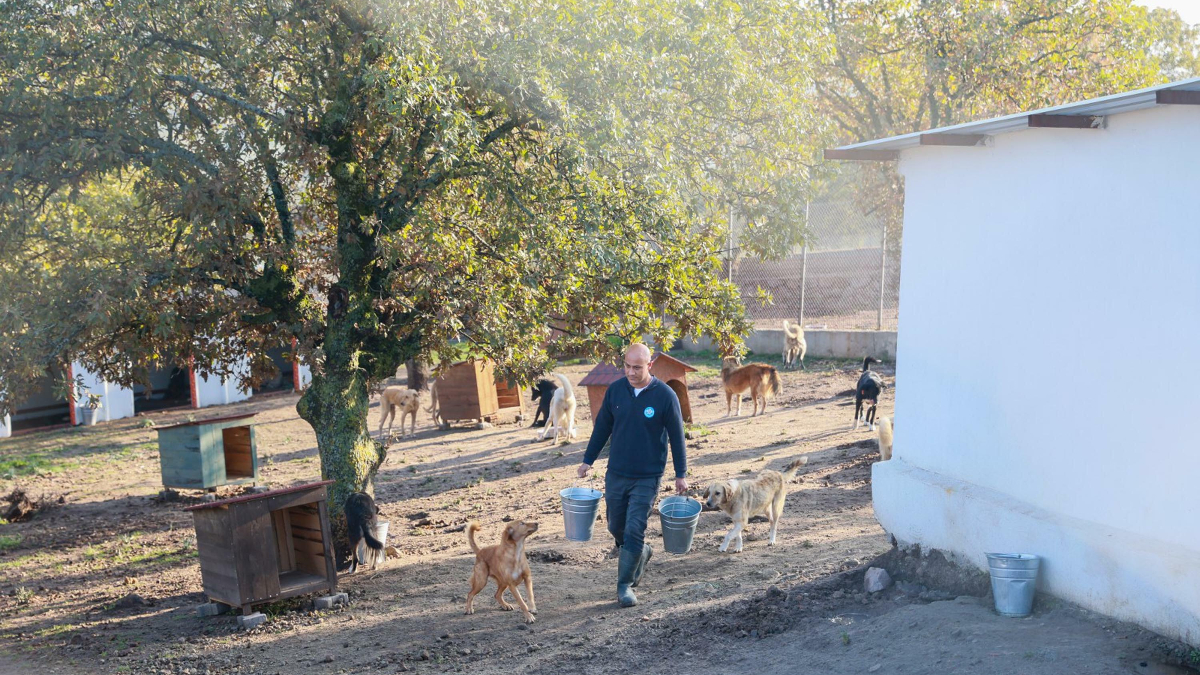 Manisa'da sahiplendiği köpekleri terk etti
