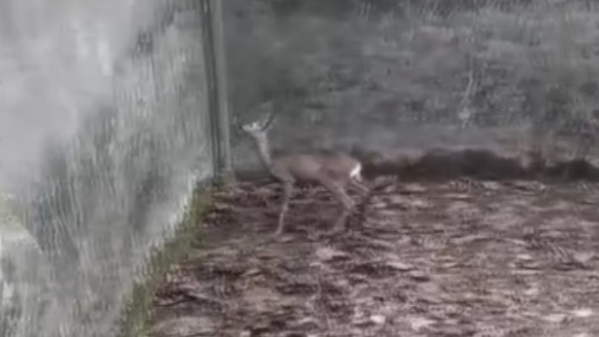 Amasya'da boş sulama havuzuna düşen yavru karaca kurtarıldı