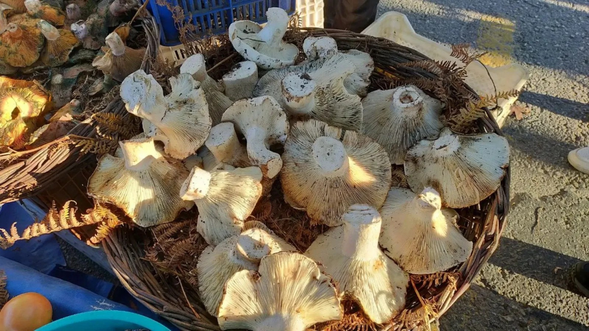 Topraktan çıktı, gören bir daha baktı; Rekor boyutta...