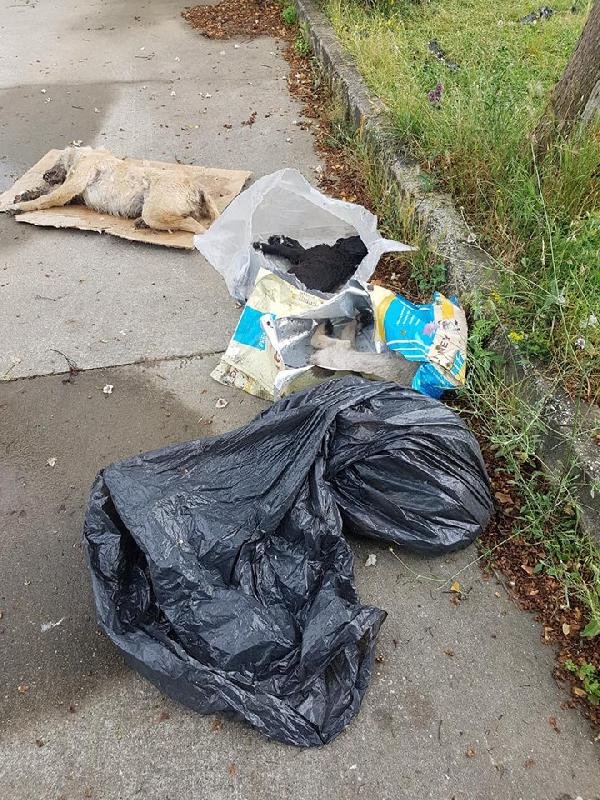 Sakaryada bu kez de 5 yavru köpek ölü bulundu Sakaryada bu kez de 5 yavru köpek ölü bulundu