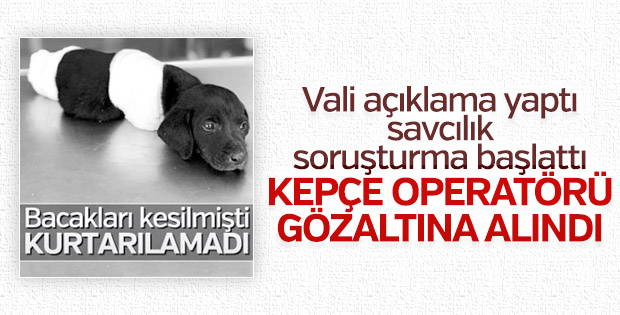 Patileri kesilen köpek olayında gözaltı