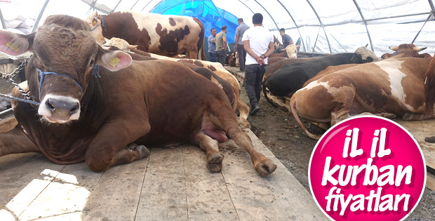 Kurbanlık fiyatlarında son durum