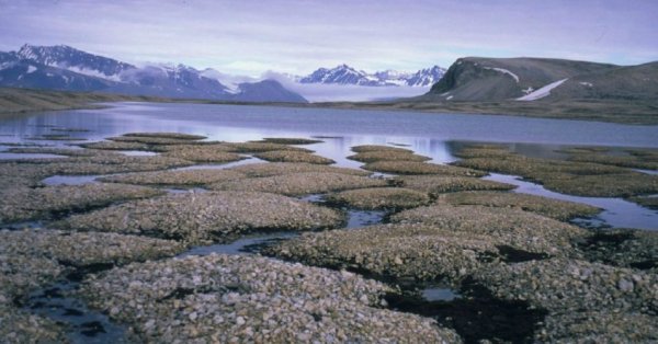 Kuzey Kutbu'ndaki karbon salınımı dünyayı tehdit ediyor