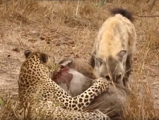 leopar
