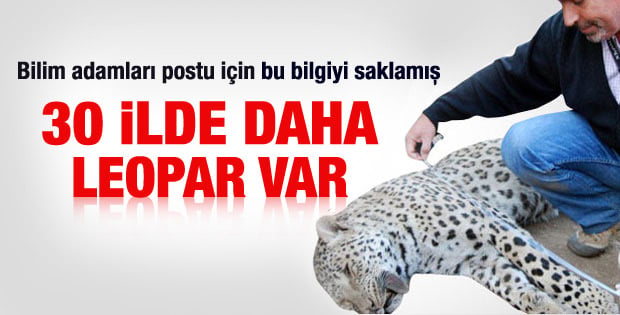 Türkiye'de 30'dan fazla ilde leopar yaşıyor olabilir