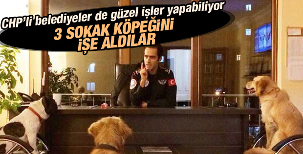 Maltepe Belediyesi 3 sokak köpeğini işe aldı