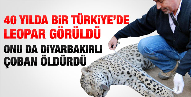 Turkiye De 30 Dan Fazla Ilde Leopar Yasiyor Olabilir