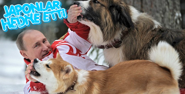 Japonlar Putin'e köpek hediye edecek