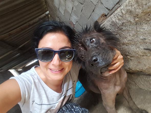 Ölmek üzereyken bulunan Çin aslanı, hayata tutundu