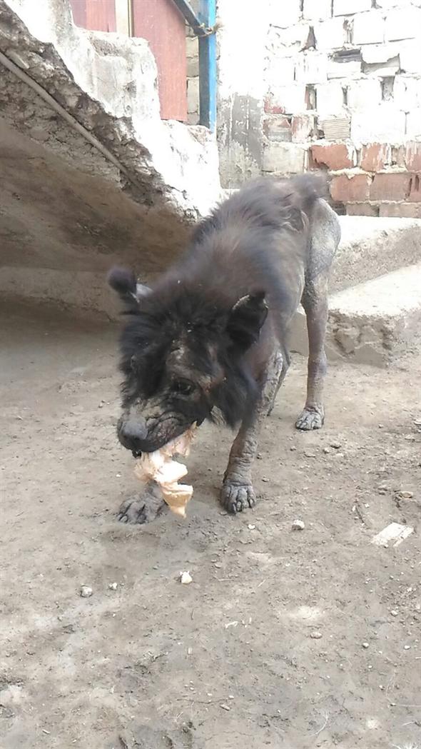 Ölmek üzereyken bulunan Çin aslanı, hayata tutundu
